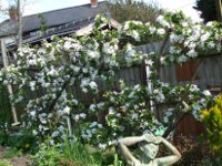 apple trees in blossom